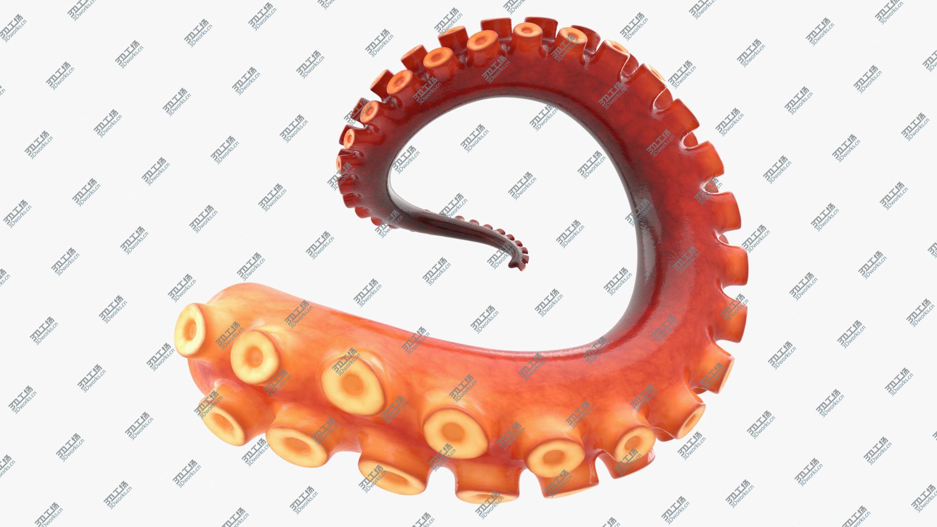 images/goods_img/2021040233/Octopus Tentacle Rigged 3D model/5.jpg